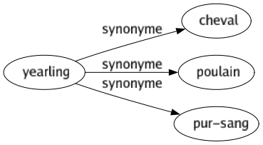 Synonyme de Yearling : Cheval Poulain Pur-sang 