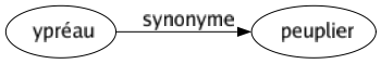 Synonyme de Ypréau : Peuplier 